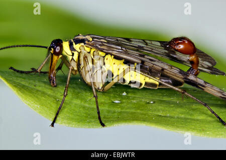 Comune (scorpionfly Panorpa communis), maschile seduto su una foglia, Germania, Meclemburgo-Pomerania Occidentale Foto Stock