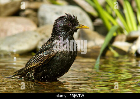 Starling comune (Sturnus vulgaris), un bagno in un ruscello, Germania, Meclemburgo-Pomerania Occidentale Foto Stock