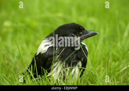 Nero-fatturati gazza (Pica pica), squeaker seduto in un prato, Germania Foto Stock