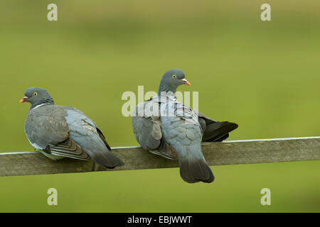 Il Colombaccio ( Columba palumbus), poggiante su una balaustra, Germania Foto Stock