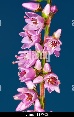 Heather, molva (Calluna vulgaris), blooming twig, Germania Foto Stock