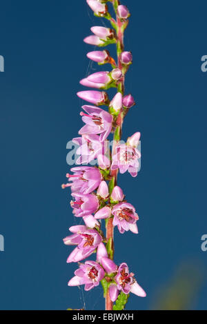 Heather, molva (Calluna vulgaris), blooming twig, Germania Foto Stock