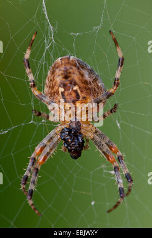 Croce orbweaver, giardino europeo spider, cross spider (Araneus diadematus), seduta in spider web, Germania Foto Stock