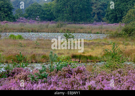 Comune di erica, Ling, Heather (Calluna vulgaris), brughiera, Paesi Bassi, Parco Nazionale De Meinweg Foto Stock