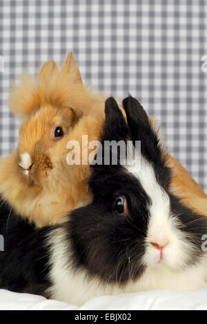 Lionhead rabbit (oryctolagus cuniculus f. domestica), coniglio madre con il suo bambino Foto Stock