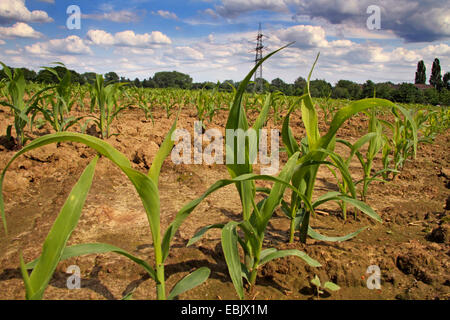 Mais indiano, mais (Zea mays), giovani piante sul campo, in Germania, in Renania settentrionale-Vestfalia, la zona della Ruhr, Essen Foto Stock