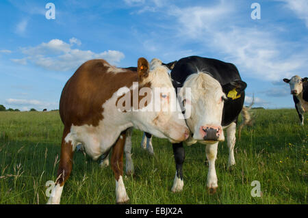 Ritratto di vacche nel campo Foto Stock