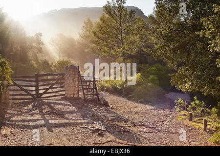 Mattina sole che splende attraverso gli alberi, Maiorca, SPAGNA Foto Stock