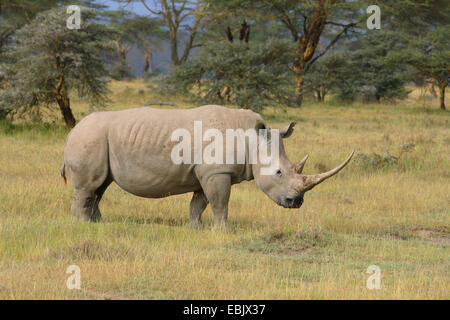 Rinoceronte bianco, quadrato-rhinoceros a labbro, erba rinoceronte (Ceratotherium simum), nella savana, Kenya Foto Stock
