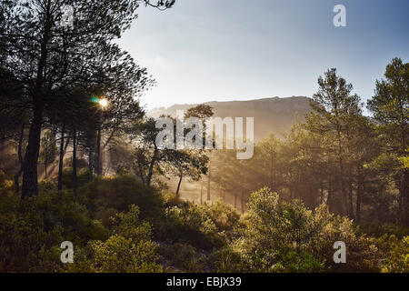 Mattina sole che splende attraverso gli alberi, Maiorca, SPAGNA Foto Stock