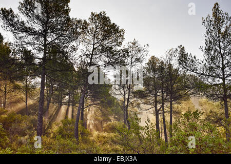 Mattina sole che splende attraverso gli alberi, Maiorca, SPAGNA Foto Stock