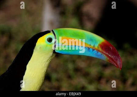 Chiglia fatturati toucan (Ramphastos sulfuratus), seduto su un ramo Foto Stock