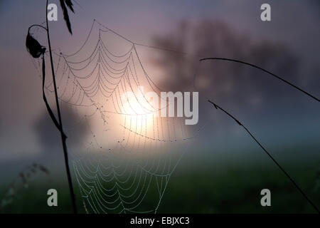 Spider Web pesante dalla rugiada del mattino davanti a sunrise e la nebbia di mattina su un prato paesaggio, Germania, Sassonia, Vogtlaendische Schweiz Foto Stock