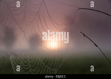 Spider Web pesante dalla rugiada del mattino davanti a sunrise e la nebbia di mattina su un prato paesaggio, Germania, Sassonia, Vogtlaendische Schweiz Foto Stock