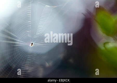 Spider nel suo web, Germania, Sassonia Foto Stock