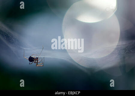 Spider nel suo web, Germania, Sassonia Foto Stock