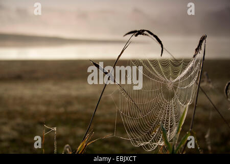 Spider Web pesante dalla rugiada del mattino tra i fili di erba in un prato in riva al lago, in Germania, in Sassonia Foto Stock