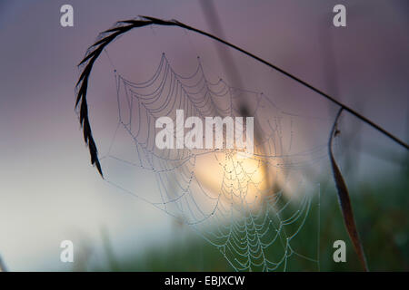 Quackgrass (Agropyron repens, Elymus repens), spider web pesante dalla rugiada del mattino fissa in corrispondenza di una lama di erba davanti a sunrise e la nebbia di mattina su un prato paesaggio, Germania, Sassonia, Vogtlaendische Schweiz Foto Stock