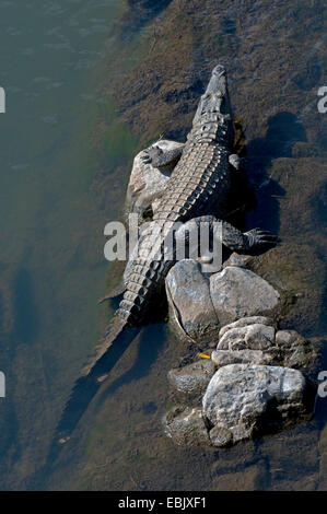 Coccodrillo del Nilo (Crocodylus niloticus), a riverbank, Sud Africa, Krueger National Park Foto Stock