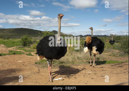 (Struzzo Struthio camelus), tre struzzi in piedi nella savana, Sud Africa, Western Cape Foto Stock