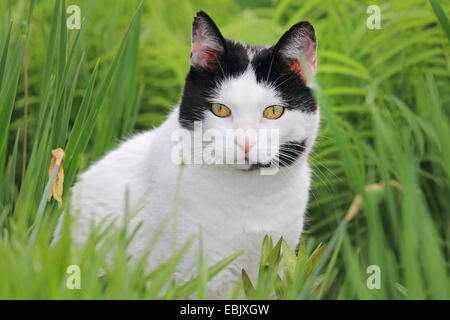 Il gatto domestico, il gatto di casa (Felis silvestris f. catus), bianco e nero gatto seduto in erba Foto Stock