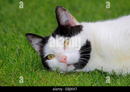 Il gatto domestico, il gatto di casa (Felis silvestris f. catus), il ritratto di un bianco e nero Gatto sdraiato sul prato Foto Stock