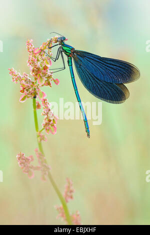 Bluewing, demoiselle agrion (Calopteryx virgo), seduti in un comune sorrel, Germania Foto Stock