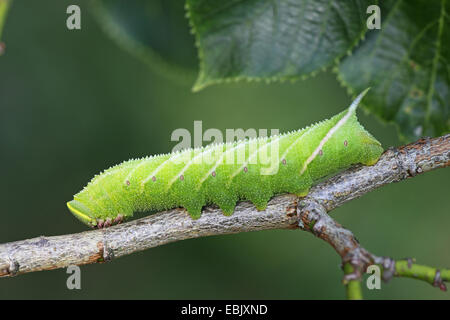 Eyed hawkmoth (Smerinthus ocellata), Caterpillar su un ramoscello, GERMANIA Baden-Wuerttemberg Foto Stock