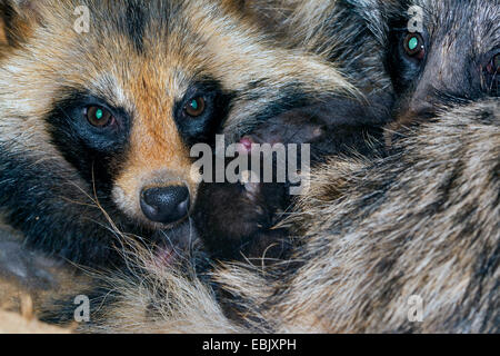 Cane procione (Nyctereutes procyonoides), genitori premurosamente riscaldare i loro nuovi nati cuccioli, Germania Foto Stock