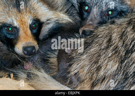 Cane procione (Nyctereutes procyonoides), genitori premurosamente a riscaldare la nuova nata di cuccioli, Germania Foto Stock