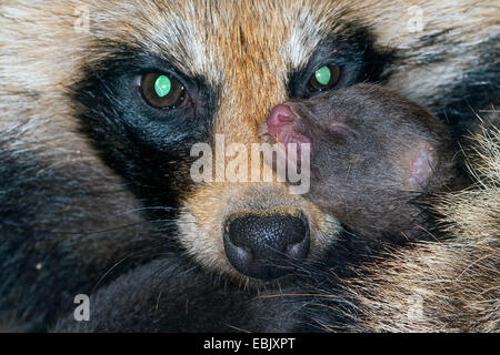 Cane procione (Nyctereutes procyonoides), genitori pensieroso il riscaldamento pensieroso il loro nuovo nati cuccioli, Germania Foto Stock