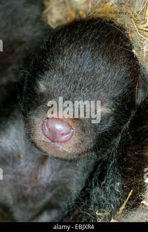 Cane procione (Nyctereutes procyonoides), nuovo cucciolo nato, Germania Foto Stock