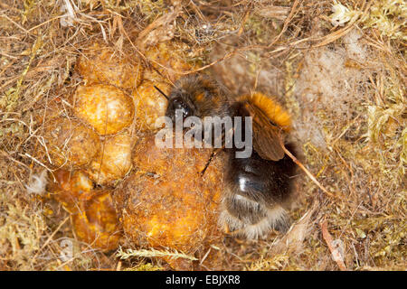 Tree Bumblebee, nuovo giardino Bumblebee (Bombus hypnorum), regina nel nido, Germania, Meclemburgo-Pomerania Occidentale Foto Stock