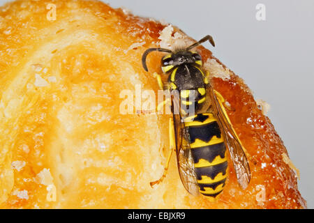 Il tedesco wasp (Vespula germanica, Paravespula germanica), su una fetta di torta, Germania, Meclemburgo-Pomerania Occidentale Foto Stock