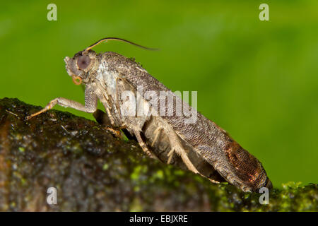 Apple tarma carpocapsa del melo, falena Codlin (Laspeyresia pomonella, Cydia pomonella, Carpocapsa pomonella), su un ramo, Germania, Meclemburgo-Pomerania Occidentale Foto Stock