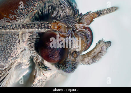 Apple tarma carpocapsa del melo, falena Codlin (Laspeyresia pomonella, Cydia pomonella, Carpocapsa pomonella), ritratto, Germania, Meclemburgo-Pomerania Occidentale Foto Stock