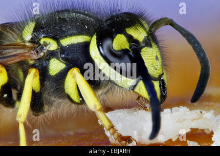 Il tedesco wasp (Vespula germanica, Paravespula germanica), su una fetta di torta, Germania, Meclemburgo-Pomerania Occidentale Foto Stock