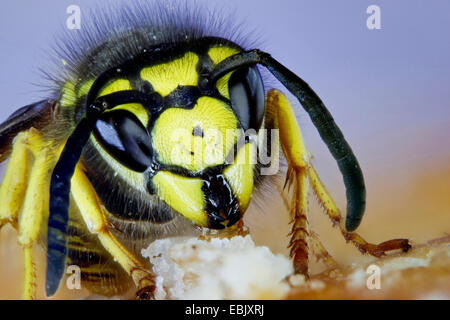 Il tedesco wasp (Vespula germanica, Paravespula germanica), su una fetta di torta, Germania, Meclemburgo-Pomerania Occidentale Foto Stock