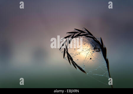 Quackgrass (Agropyron repens, Elymus repens), spider web pesante dalla rugiada del mattino fissa in corrispondenza di una lama di erba davanti a sunrise e la nebbia di mattina su un prato paesaggio, Germania, Sassonia, Vogtlaendische Schweiz Foto Stock