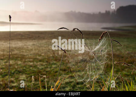 Spider Web pesante dalla rugiada del mattino tra i fili di erba in un prato in riva al lago, in Germania, in Sassonia Foto Stock