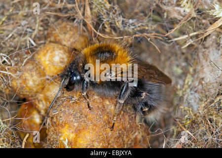 Tree Bumblebee, nuovo giardino Bumblebee (Bombus hypnorum), regina nel nido, Germania, Meclemburgo-Pomerania Occidentale Foto Stock