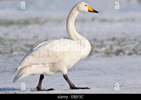 Whooper swan (Cygnus Cygnus), Adulto a piedi su un prato snowcovered, Germania, Schleswig-Holstein Foto Stock