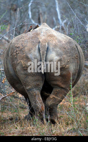 Rinoceronte bianco, quadrato-rhinoceros a labbro, erba rinoceronte (Ceratotherium simum), inferiore dello Swaziland Foto Stock