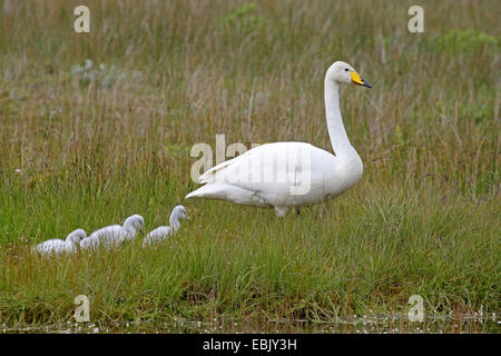 Whooper swan (Cygnus Cygnus), genitore con squeakers camminando attraverso l'erba, Islanda Foto Stock