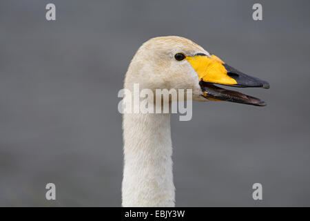 Whooper swan (Cygnus Cygnus), ritratto, vista laterale, Islanda Foto Stock