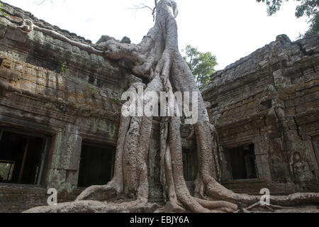 Antico tempio con big tree root, Siem Reap, Cambogia Foto Stock