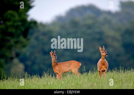 Il capriolo (Capreolus capreolus), il capriolo e il DOE in piedi in una radura, Germania, Schleswig-Holstein Foto Stock