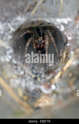 Imbuto di erba-Weaver, dedalo spider (Agelena labyrinthica), seduta nel tubo web, Danimarca Foto Stock