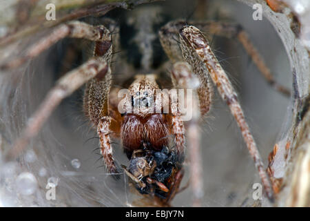 Imbuto di erba-Weaver, dedalo spider (Agelena labyrinthica), con la preda nel tubo web, Danimarca Foto Stock