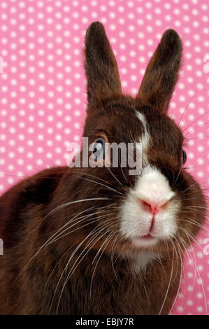 Coniglio nano (oryctolagus cuniculus f. domestica), raso dwarf rabbit seduti di fronte a uno sfondo tratteggiato Foto Stock